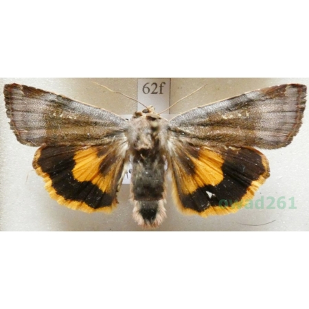 Noctua janthe (Borkhausen, 1792) Rolnica przepaska Czech62f